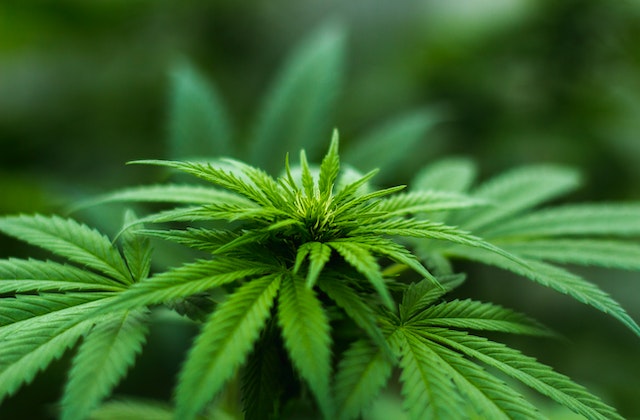 Medical Cannabis Service